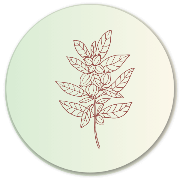 Ashwagandha adaptogen icon – natural stress relief